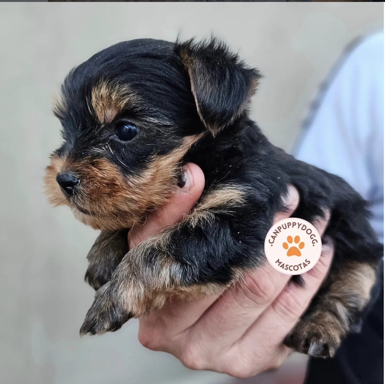 Cachorro Yorkshire de Can Puppy Dog mostrado en manos