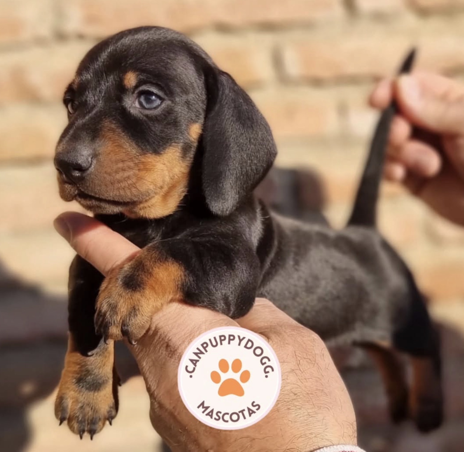 Cachorro teckel negro y fuego de Can Puppy Dog en manos
