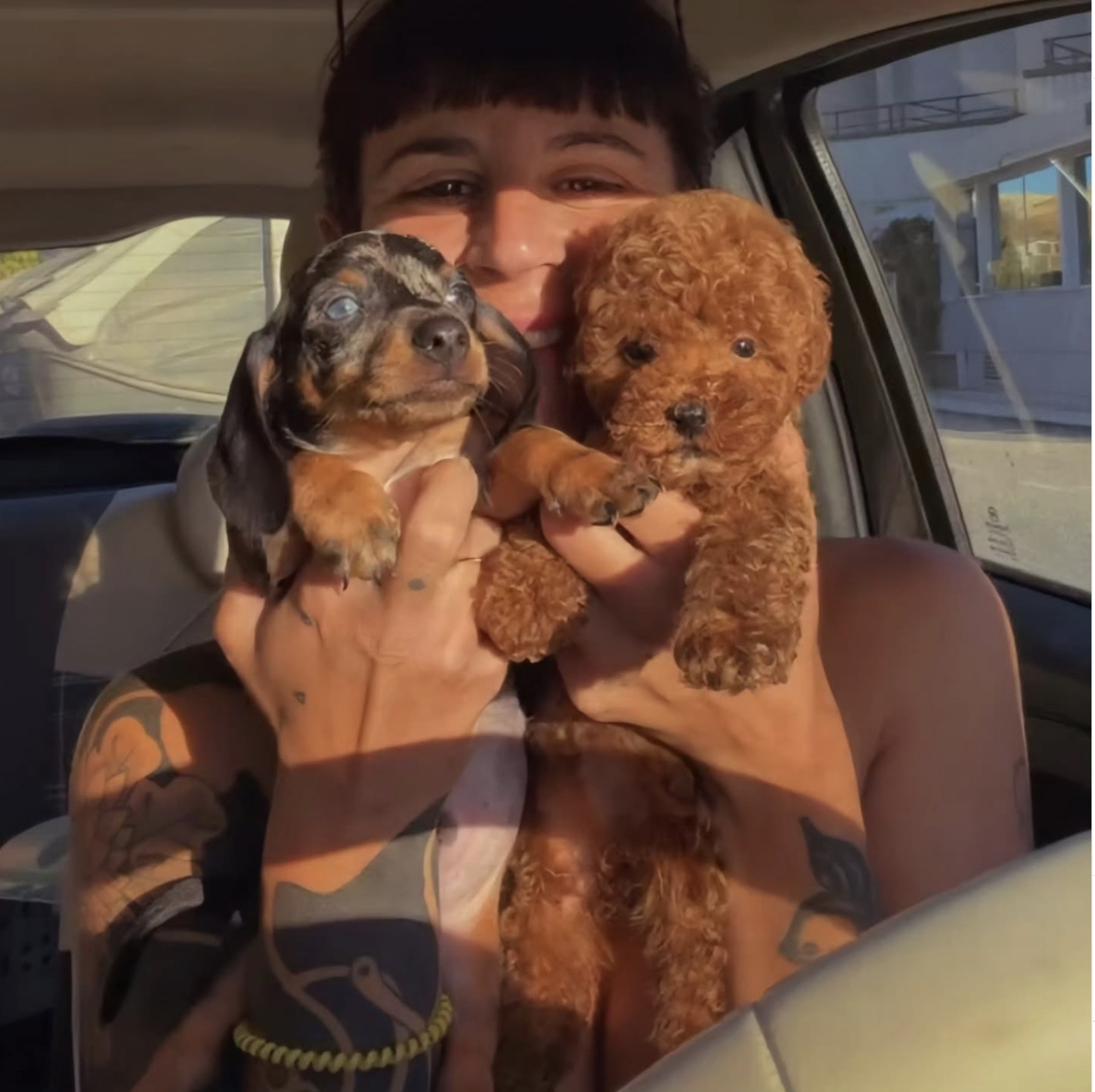Cachorros teckel y caniche de Can Puppy Dog en brazos