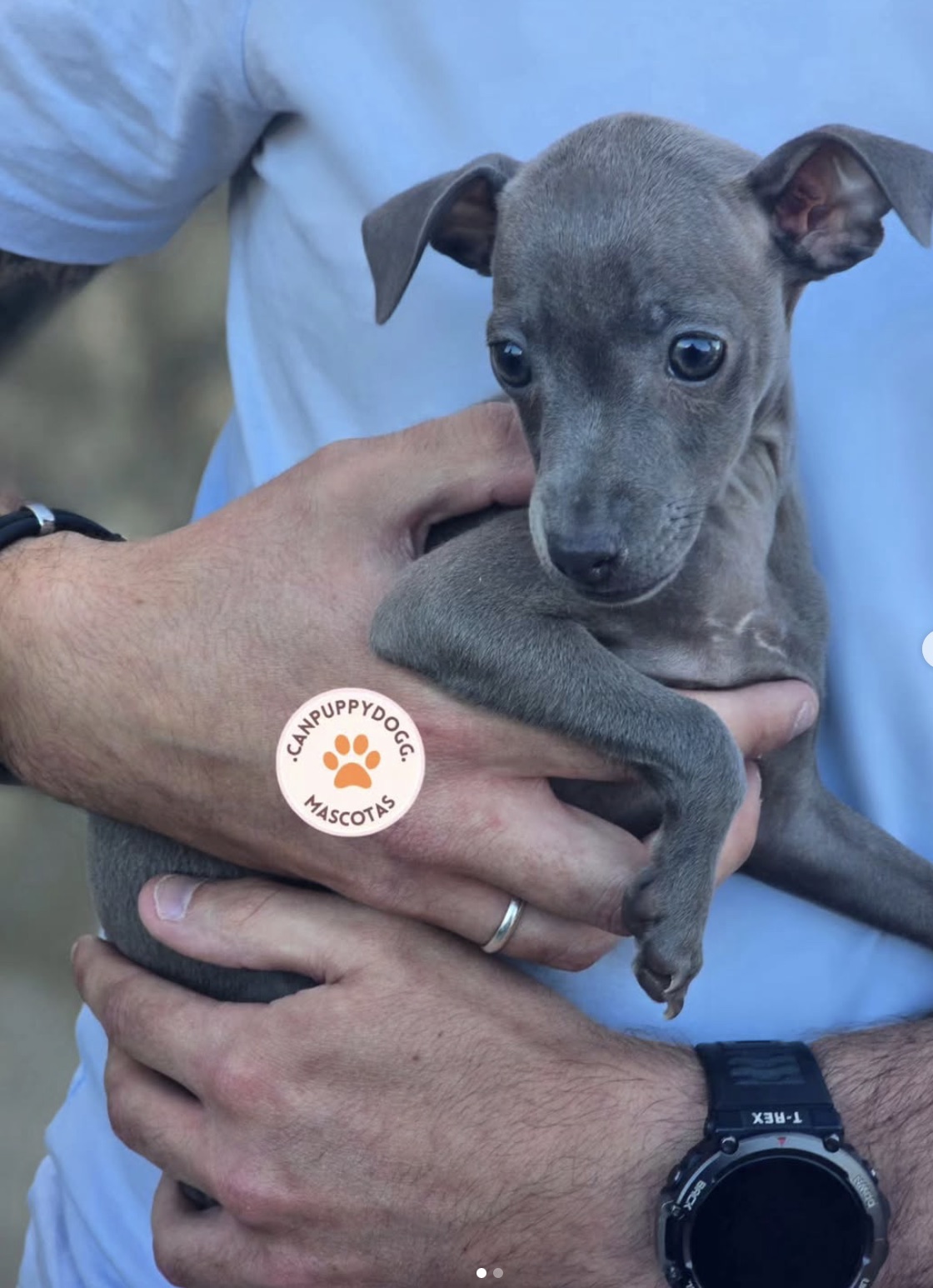 Cachorro pequeño gris de Can Puppy Dog en brazos