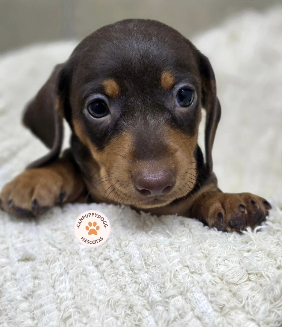 Cachorro teckel de Can Puppy Dog sobre manta