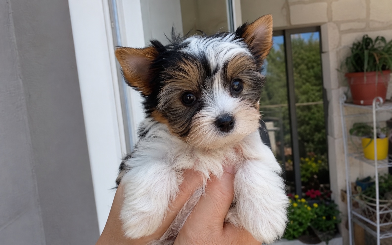 Cachorro Biewer Terrier tricolor en brazos