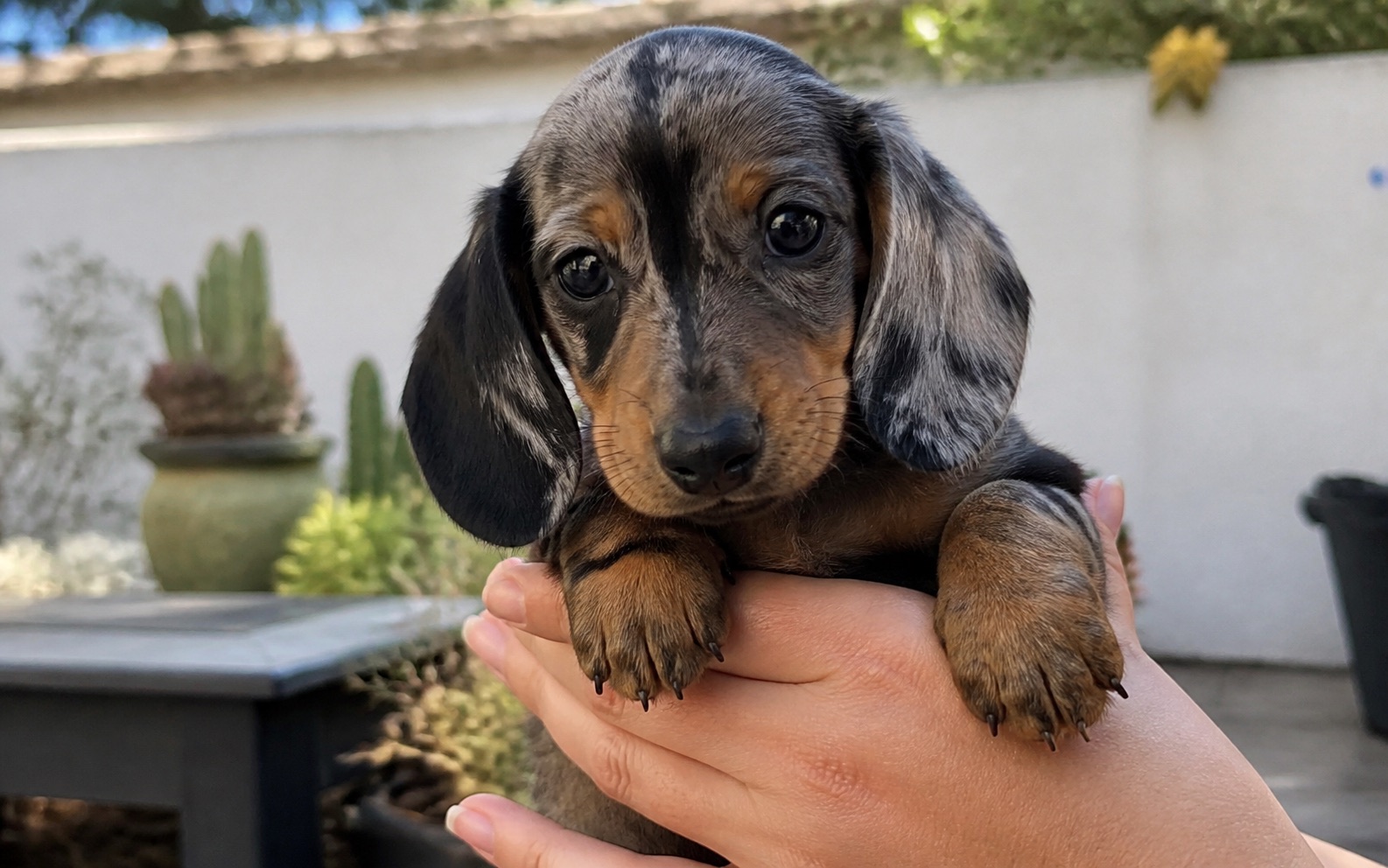 Cachorro teckel miniatura arlequín en brazos