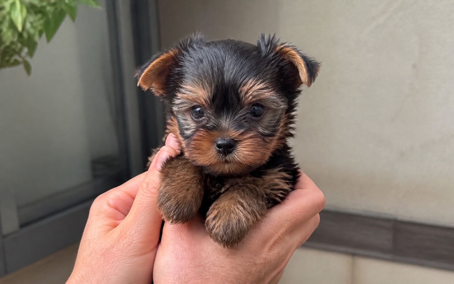 Cachorro Yorkshire Terrier en brazos