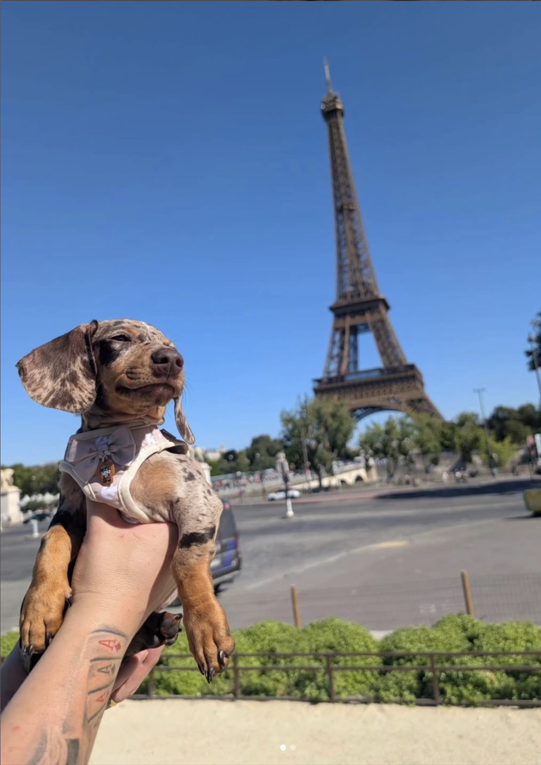 Teckel de Can Puppy Dog junto a la Torre Eiffel en París